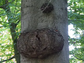 Vagevuurbos an Lippensgoed-Bulskampveld (Belgium)